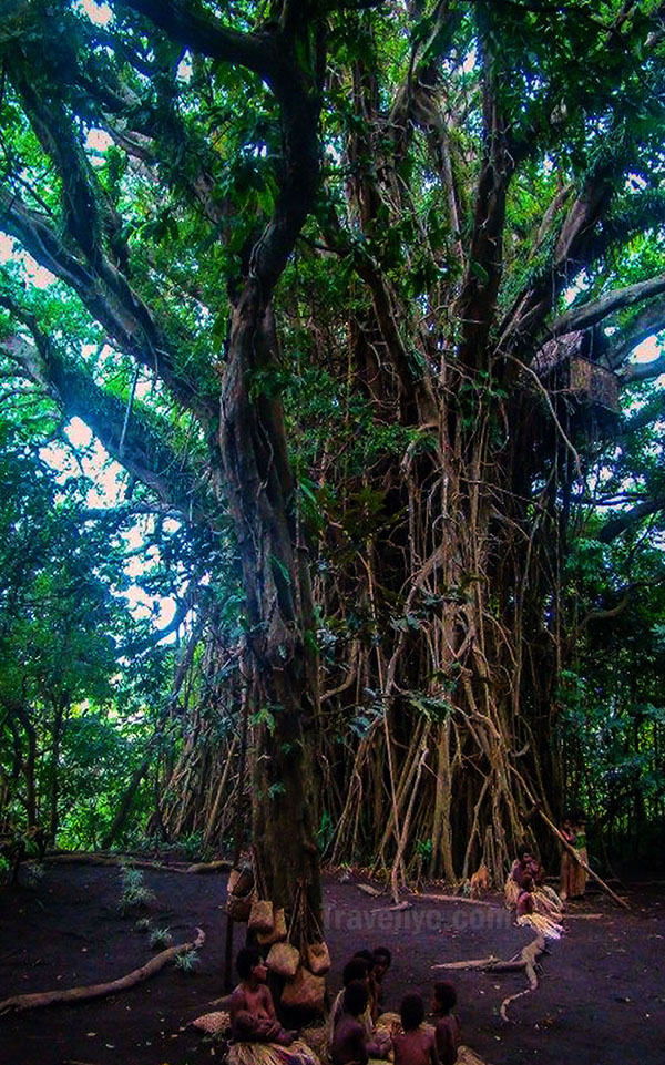 wanawatu new zealand forest tree