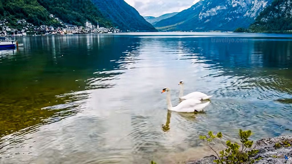Swans swimming on Lake Hallstatt Austria with mountain reflections