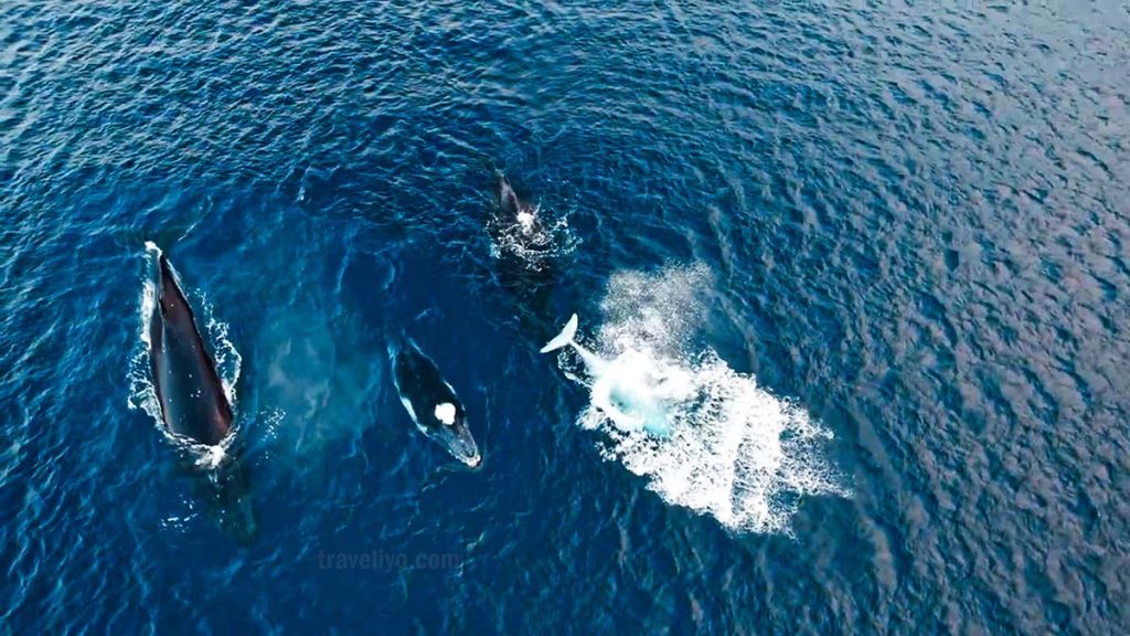 Whales swimming near the Blue Cave Vanuatu coast before our dive
