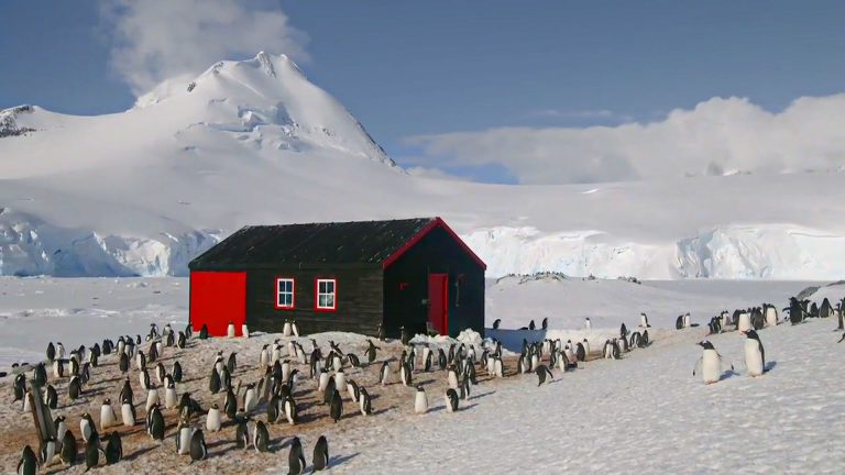 Gentoo penguins gathered near the red buildings of Port Lockroy, Antarctica