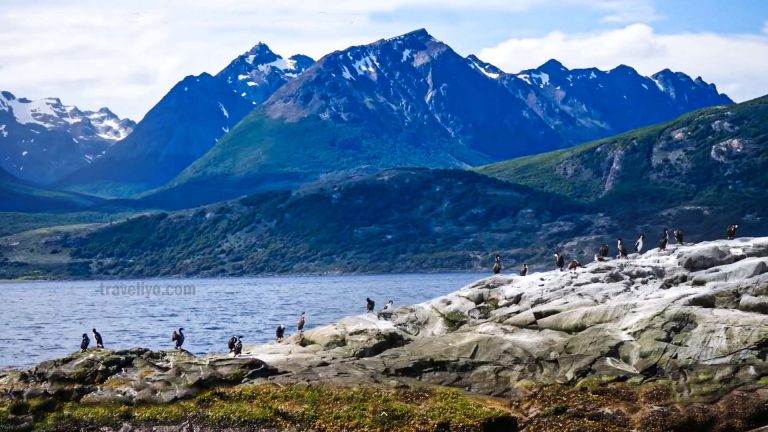Ushuaia to Antarctica coastal view with seabirds resting on a rocky shore in Ushuaia Island