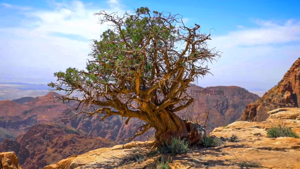Panoramic landscape view of the Dana Biosphere Reserve mountains in Jordan at sunset.