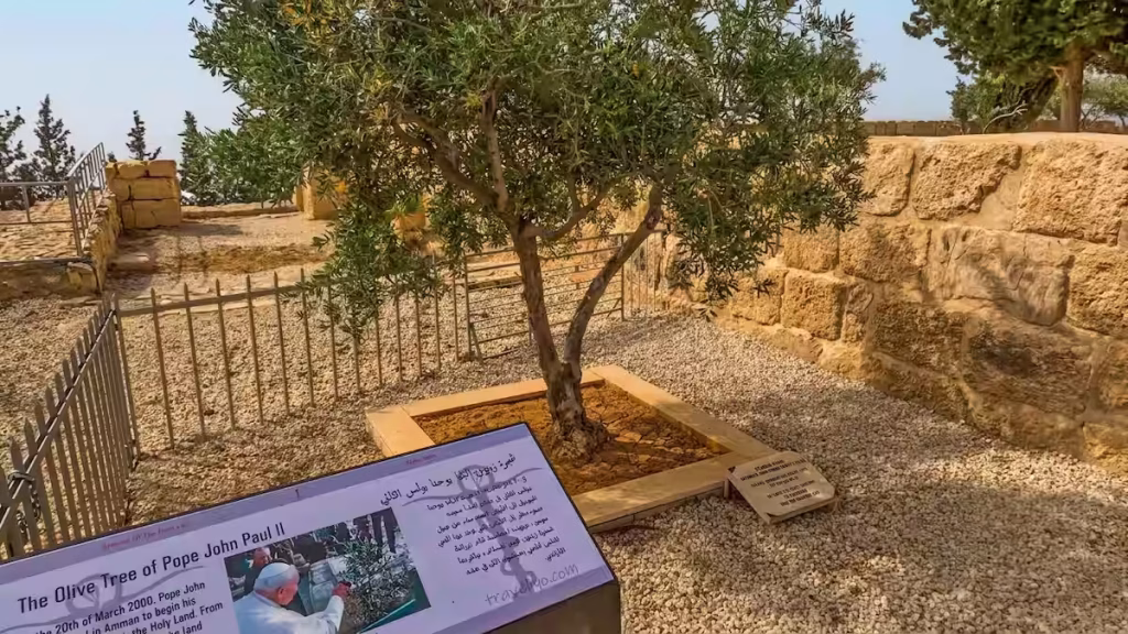 The historic olive tree planted by Pope John Paul II for peace at Mount Nebo Jordan.